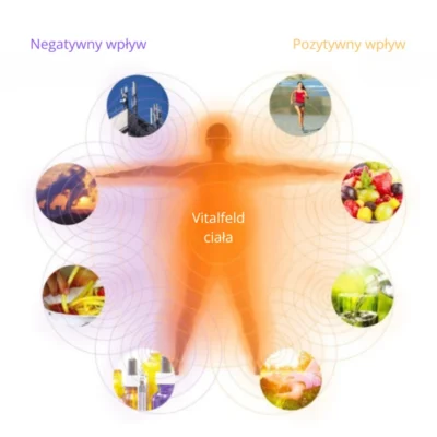 Vitalfeld-grafika-PL